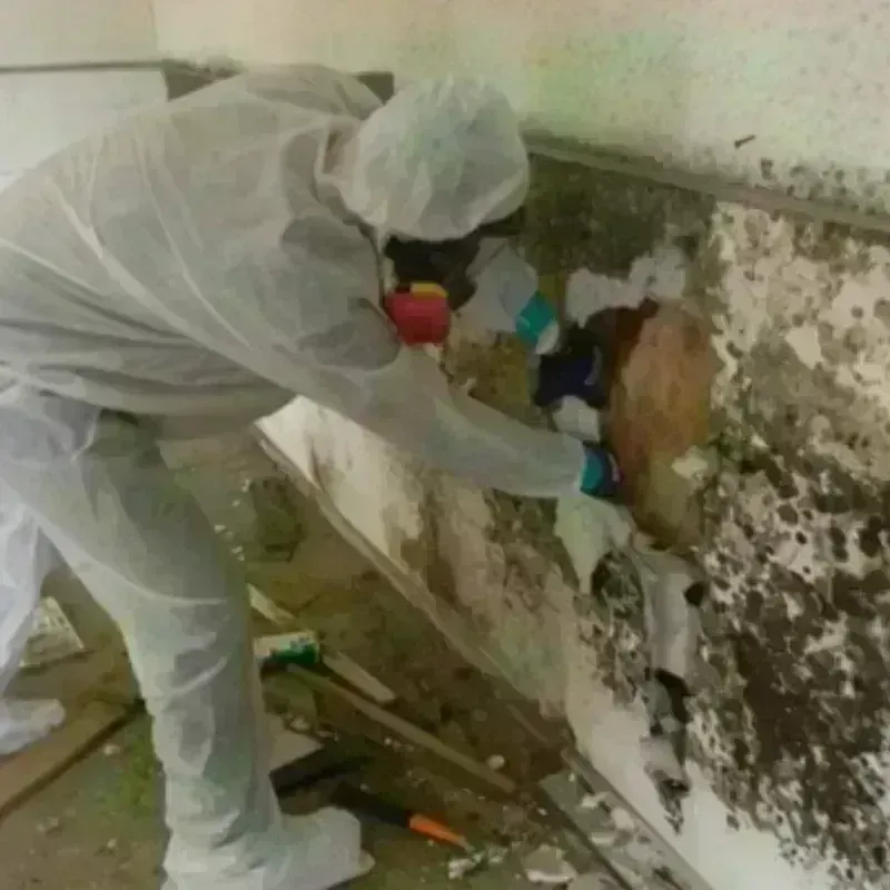 Mold Remediation and Removal in Spur, TX